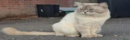 Ragdoll cats for sale: Adult Ragdolls - Advert 11