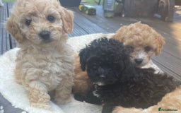 Poochon dogs for sale: Gorgeous Puppy Poochons for sale  - Image 5