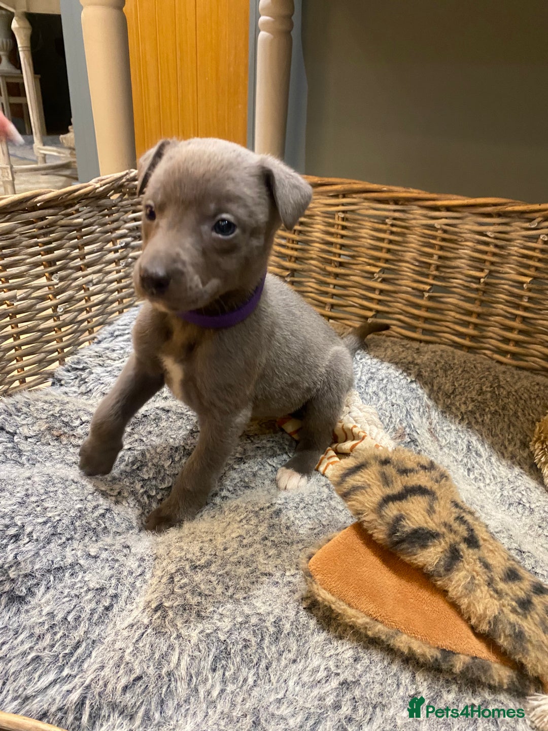 Mixed Breed dogs for sale: Beautiful merle whippet x collie puppies  - Advert 16