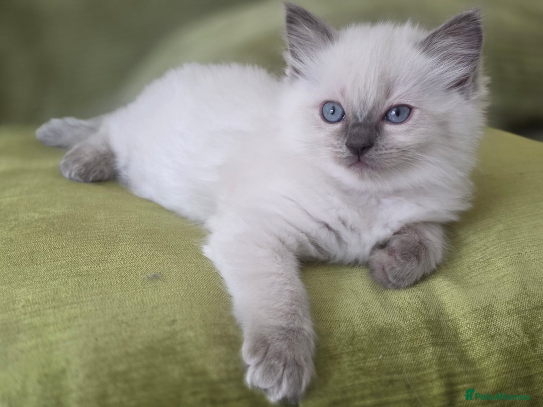 Ragdoll cats for sale: 3 Bluepoint Ragdoll kittens born 6th September! 🐈 - Image 11