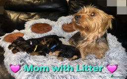Yorkshire Terrier dogs for sale: 💕🐾Adorable PEDIGREE YORKSHIRE TERRIER Pups🐾💕  - Image 3