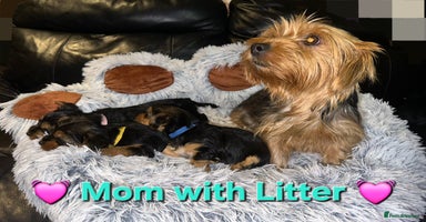 Yorkshire Terrier dogs - Advert 1