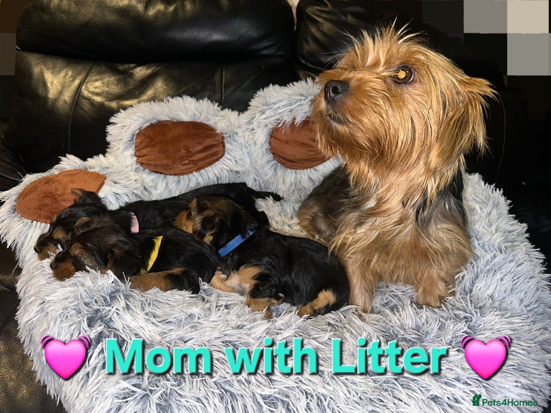 Yorkshire Terrier dogs for sale: 💕🐾Adorable PEDIGREE YORKSHIRE TERRIER Pups🐾💕  - Image 3