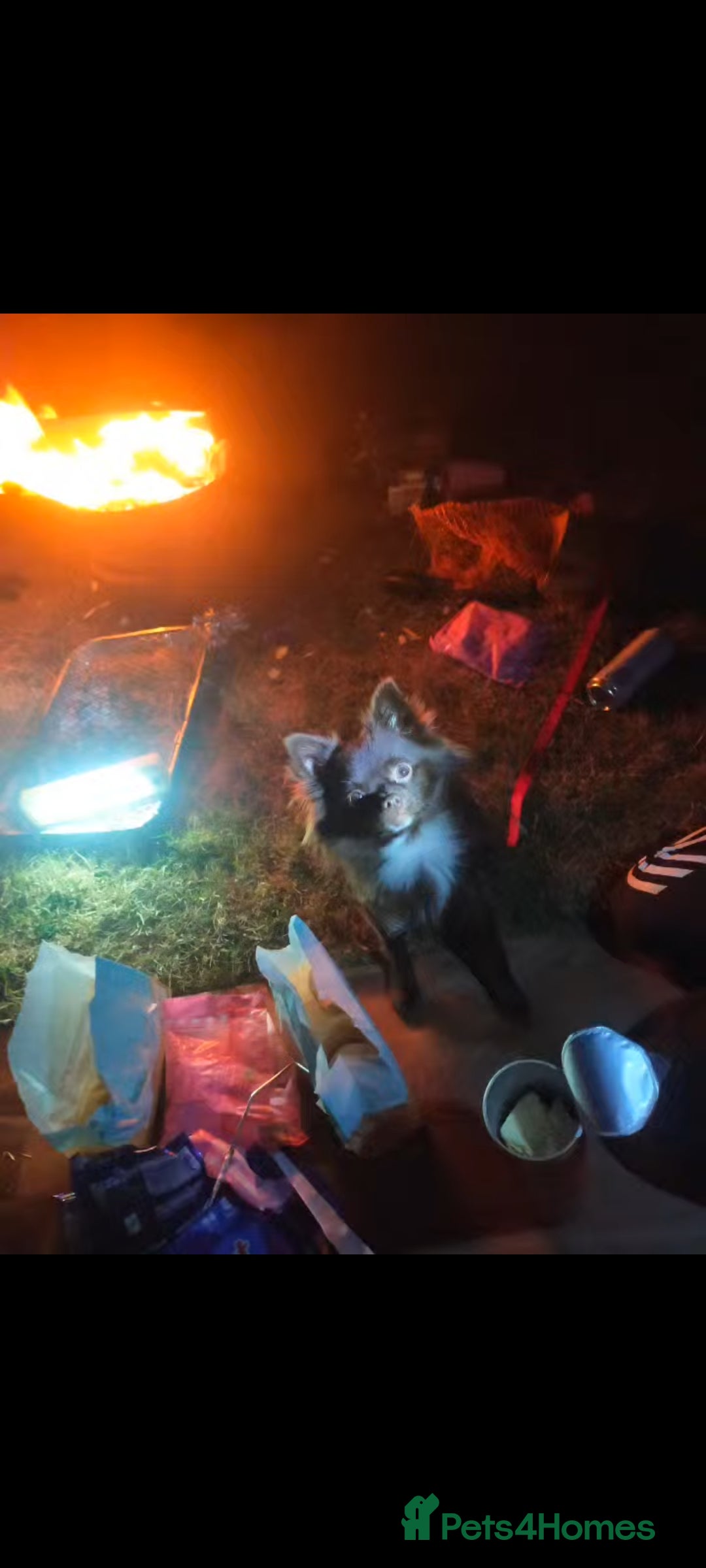 Pomchi dogs for stud: Stud boy  - Advert 2