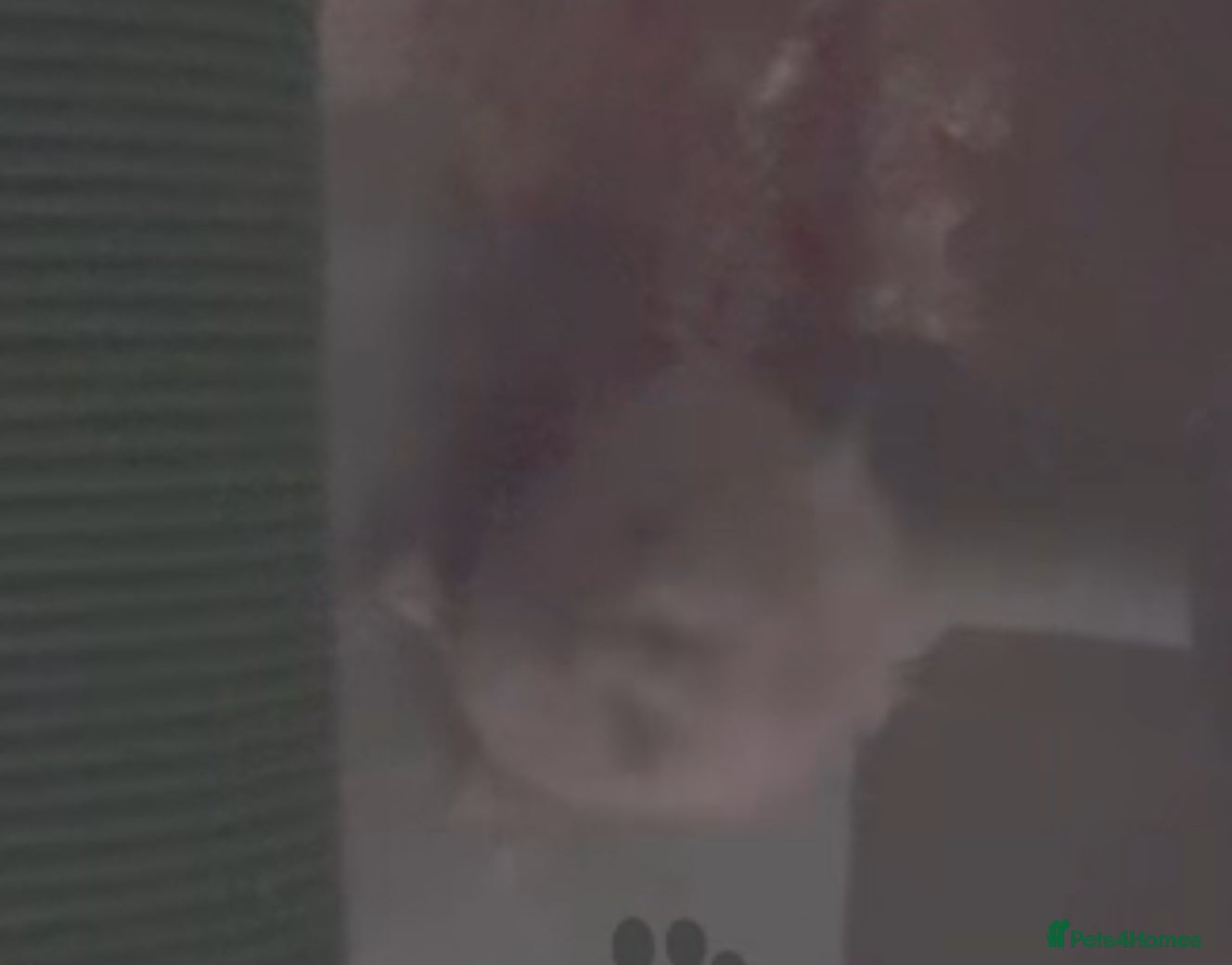 Hamster rodents Winter White Hamster For Adoption  - Advert 1