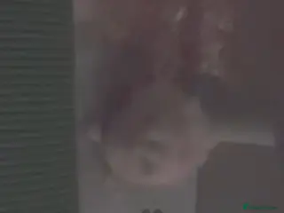 Hamster rodents Winter White Hamster For Adoption - Advert 1