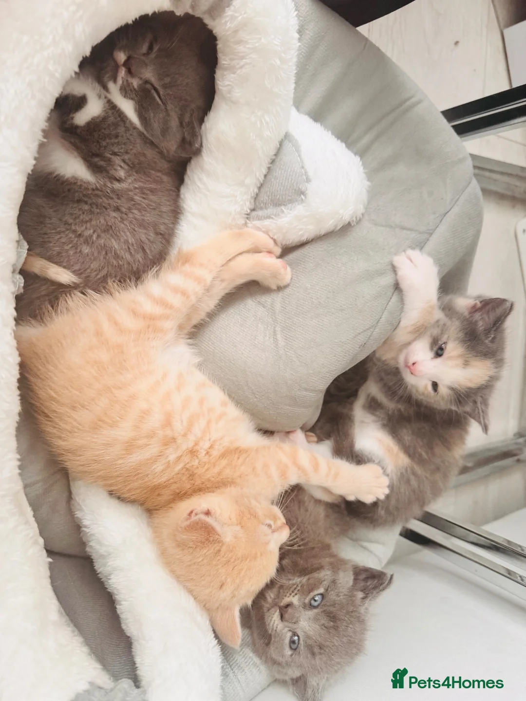 British Shorthair cats for sale: 🤎 Beautiful Biscuit-Coloured British Shorthair  - Advert 3