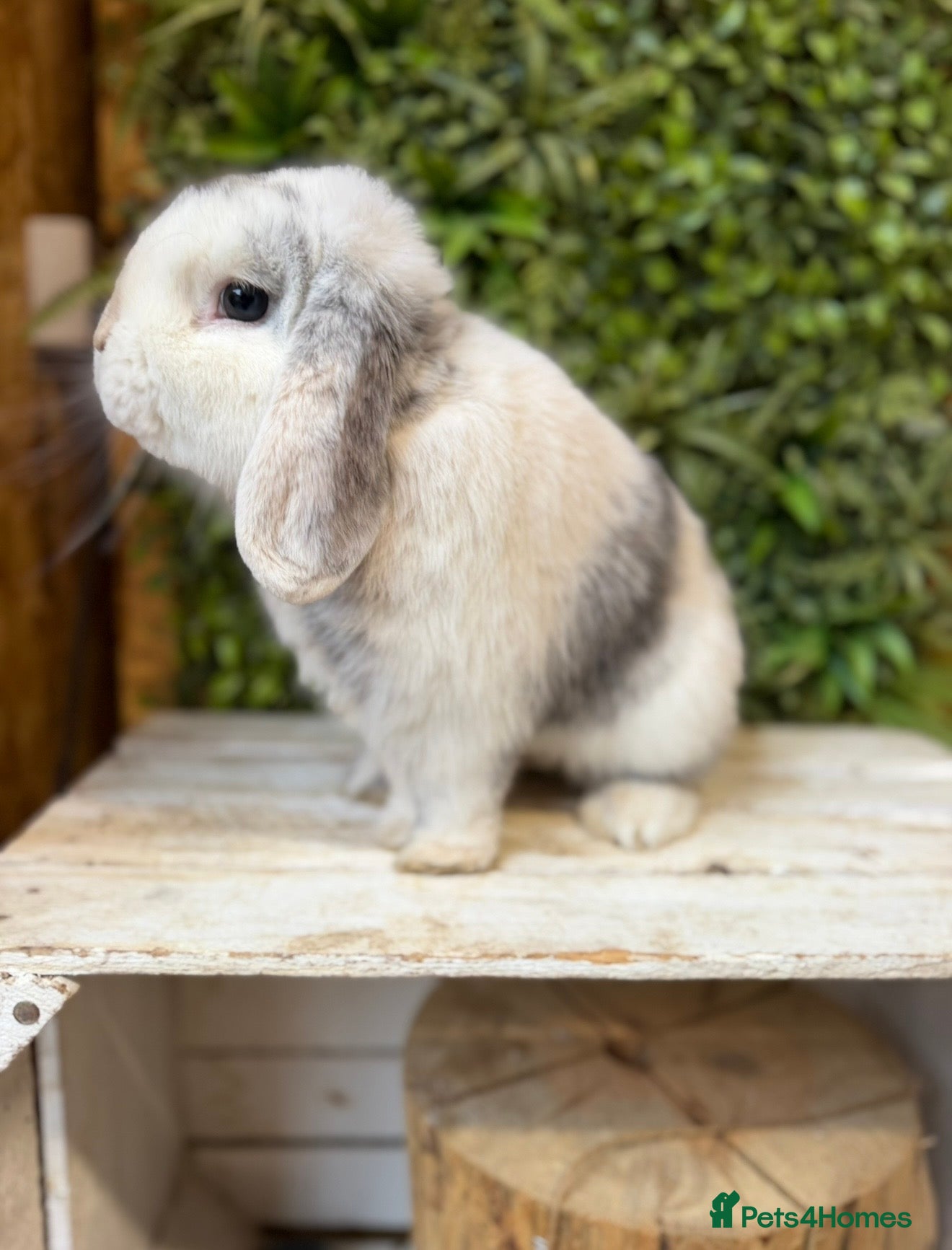Mini Lop rabbits Gorgeous Mini lop bucks  - Advert 1