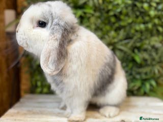 Mini Lop rabbits Gorgeous Mini lop bucks - Advert 1