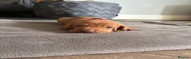 Hungarian Vizsla 2
