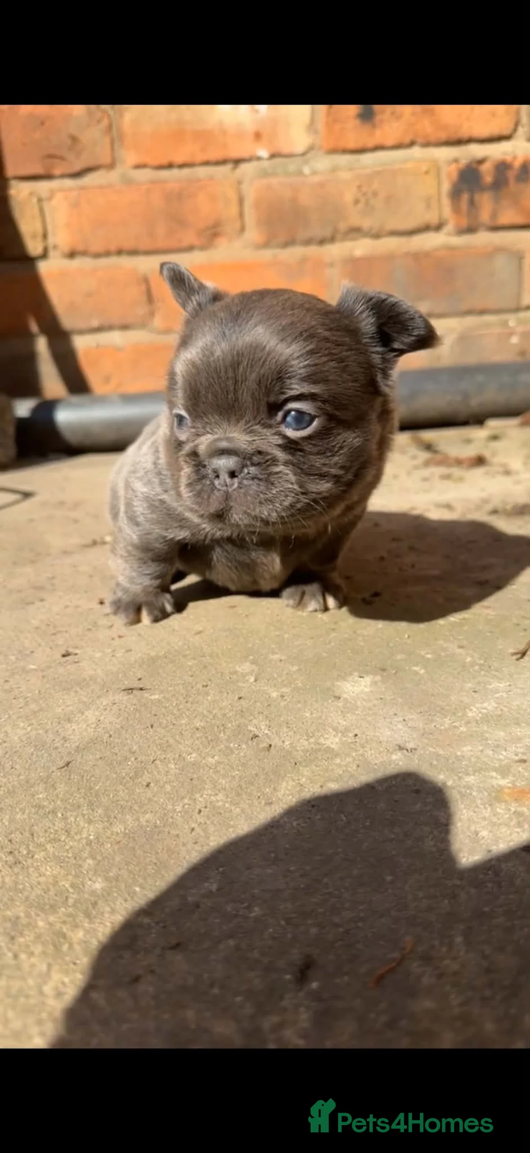 French Bulldog dogs for sale: Stunning kc registered fluffy in Leicester - Advert 10