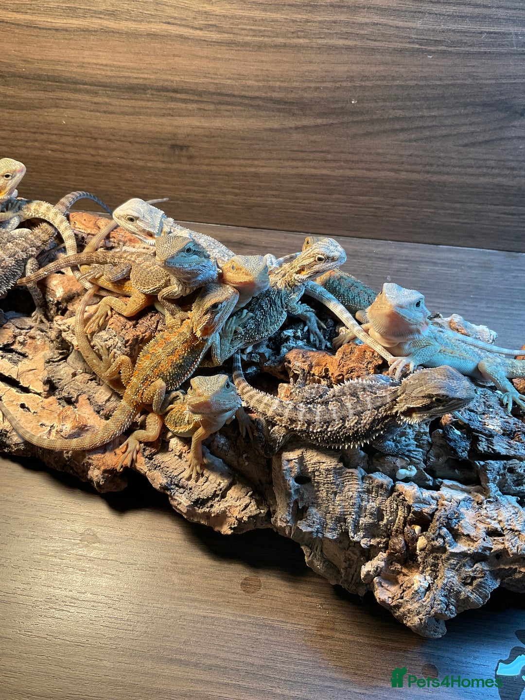 Bearded Dragon reptiles for sale: 3 Baby Bearded Dragons - Advert 2
