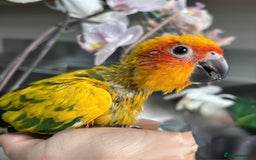 Conures birds for sale: Baby Sun Conure with Full Setup  - Image 3