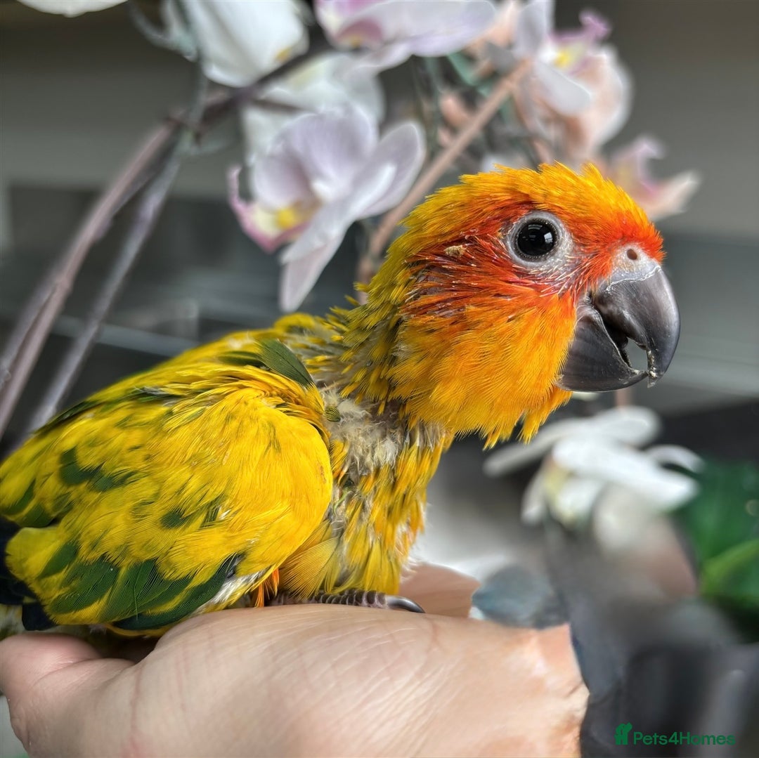 Conures birds for sale: Baby Sun Conure with Full Setup  - Image 3