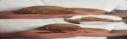 Hungarian Vizsla dogs for sale: KC Registered Hungarian Viszla litter  - Advert 22