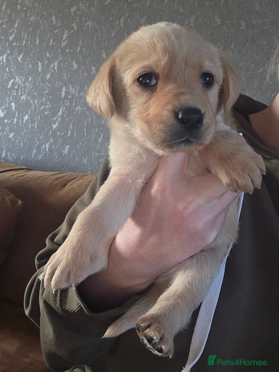 Labrador Retriever dogs for sale: 8 labrador puppies for sale  - Advert 11