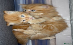 Mixed Breed cats for sale: Quarter Persian kittens  - Image 11