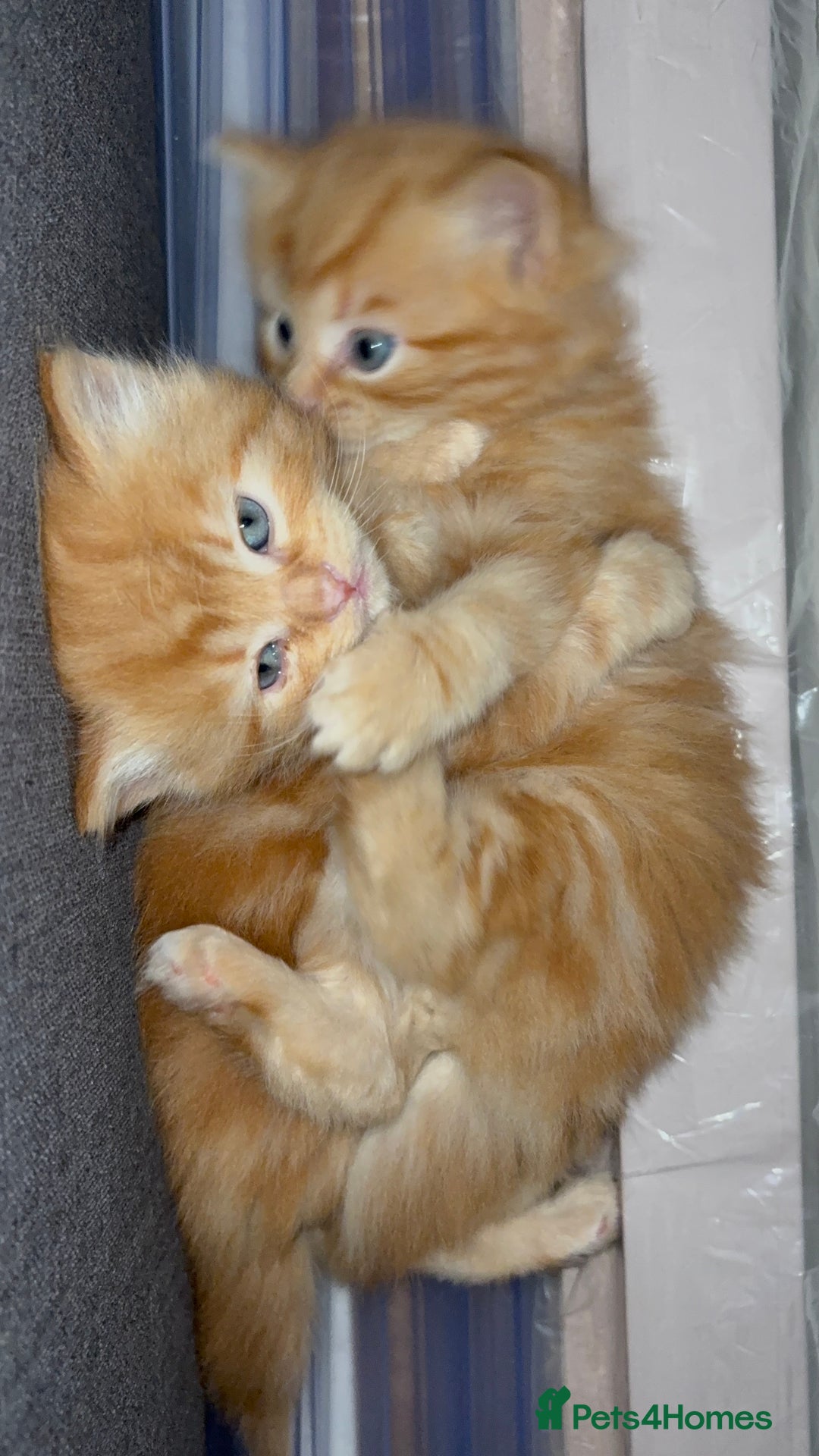 Mixed Breed cats for sale: Quarter Persian kittens  - Image 11
