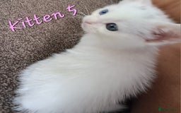 Mixed Breed cats for sale: 4 cute kittens up for sale - Image 11