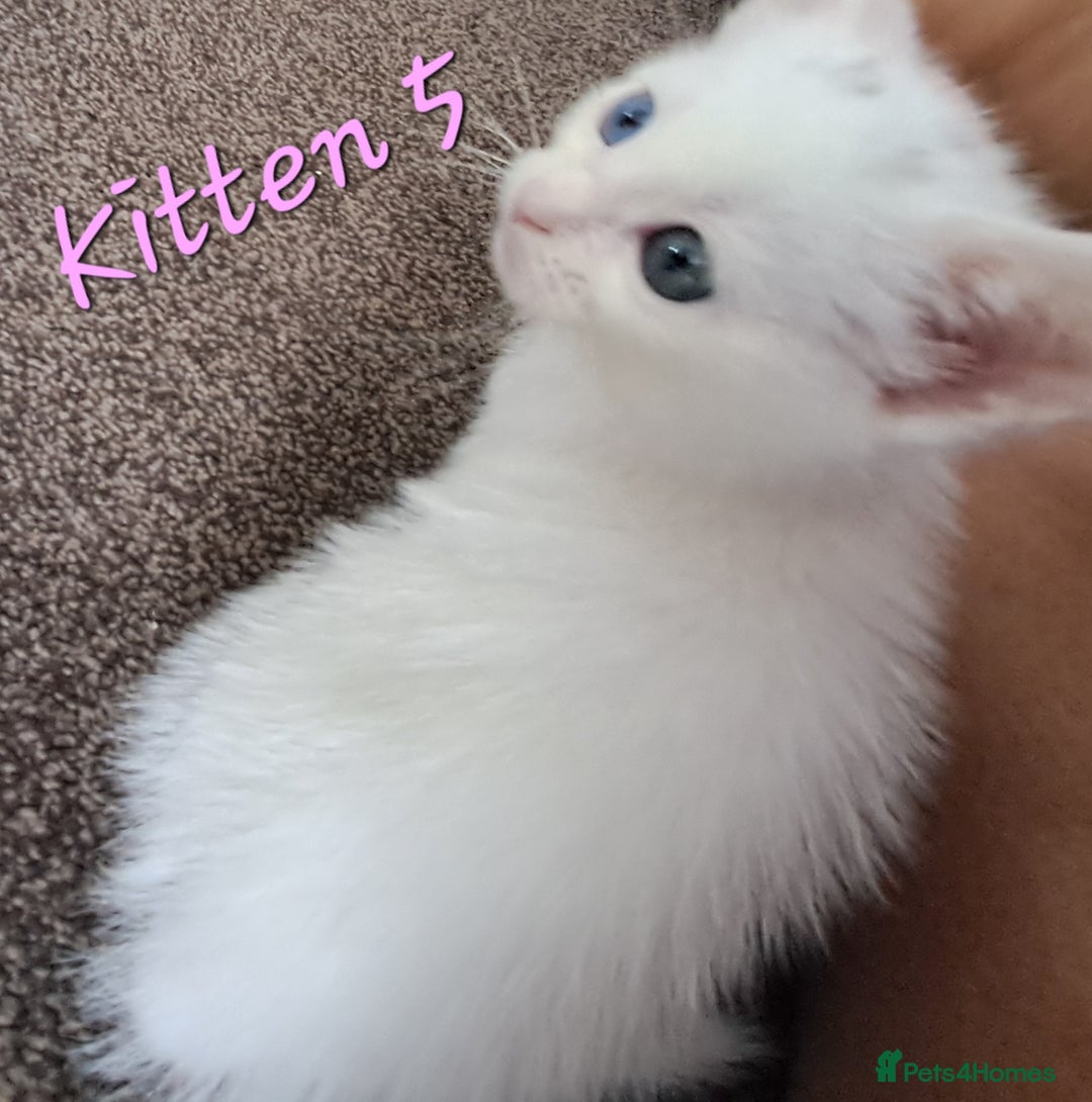 Mixed Breed cats for sale: 4 cute kittens up for sale - Image 11