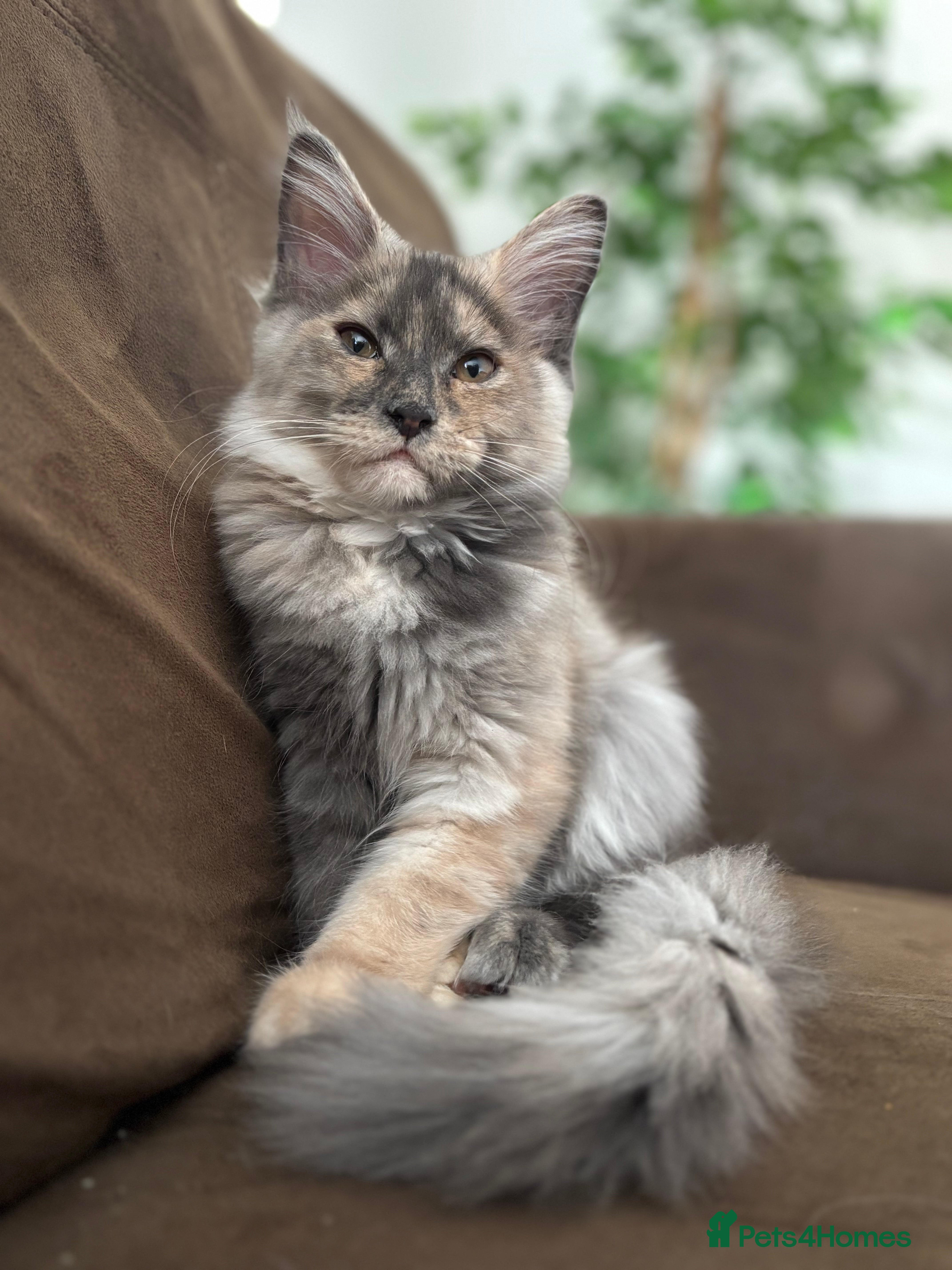 Maine Coon cats Blue tortie Maine Coon - ready now - Advert 10