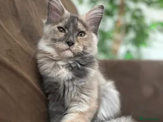Maine Coon cats Blue tortie Maine Coon - ready now - Advert 10