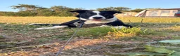 Border Collie dogs for sale: Benji the Border Collie in Ormskirk - Advert 6