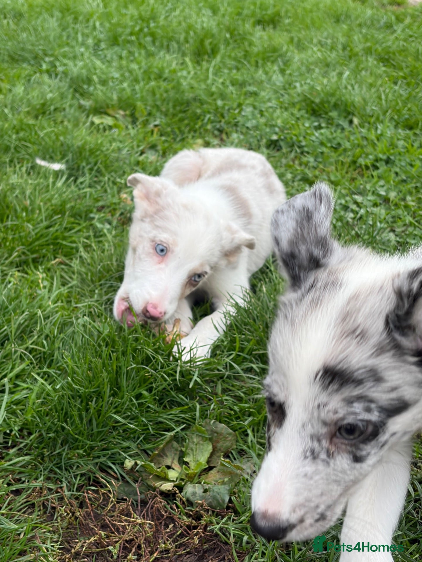 Border Collie dogs Border collie puppies - Advert 2