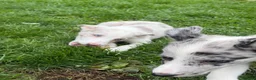 Border Collie dogs for sale: Border collie puppies in Ashbourne - Advert 4