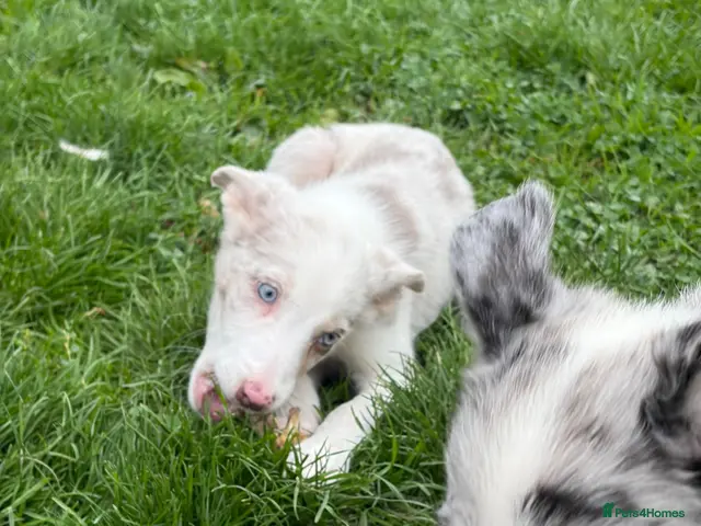 Border Collie dogs for sale: Border collie puppies - Advert 1