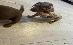 Miniature Dachshund dogs for sale: Miniature dachshund puppy’s  - Image 3