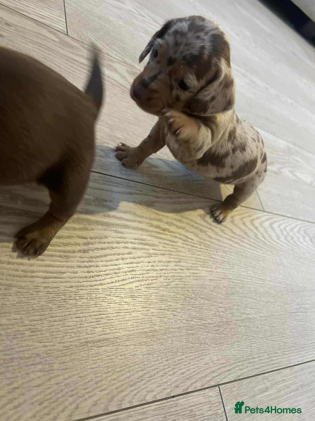 Miniature Dachshund dogs for sale: Miniature dachshund puppy’s  - Image 3