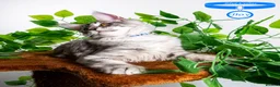 Maine Coon cats for sale: Stunning Maine Coon Kittens Ready - Advert 22