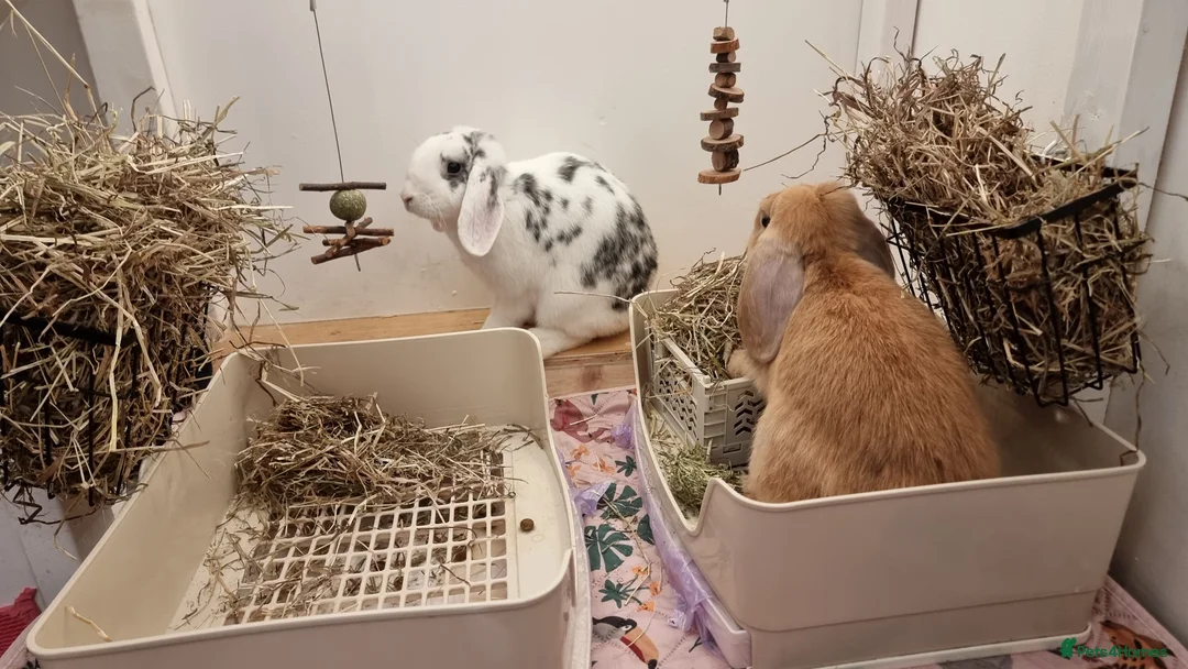 Mini Lop rabbits for sale: Adorable Pair of Rabbits  in Walton on the Naze - Advert 1