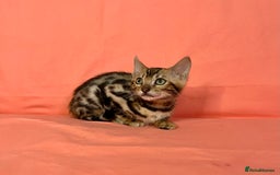 Bengal cats for sale: 🐾Purebred BENGAL Kittens🐾  - Image 30
