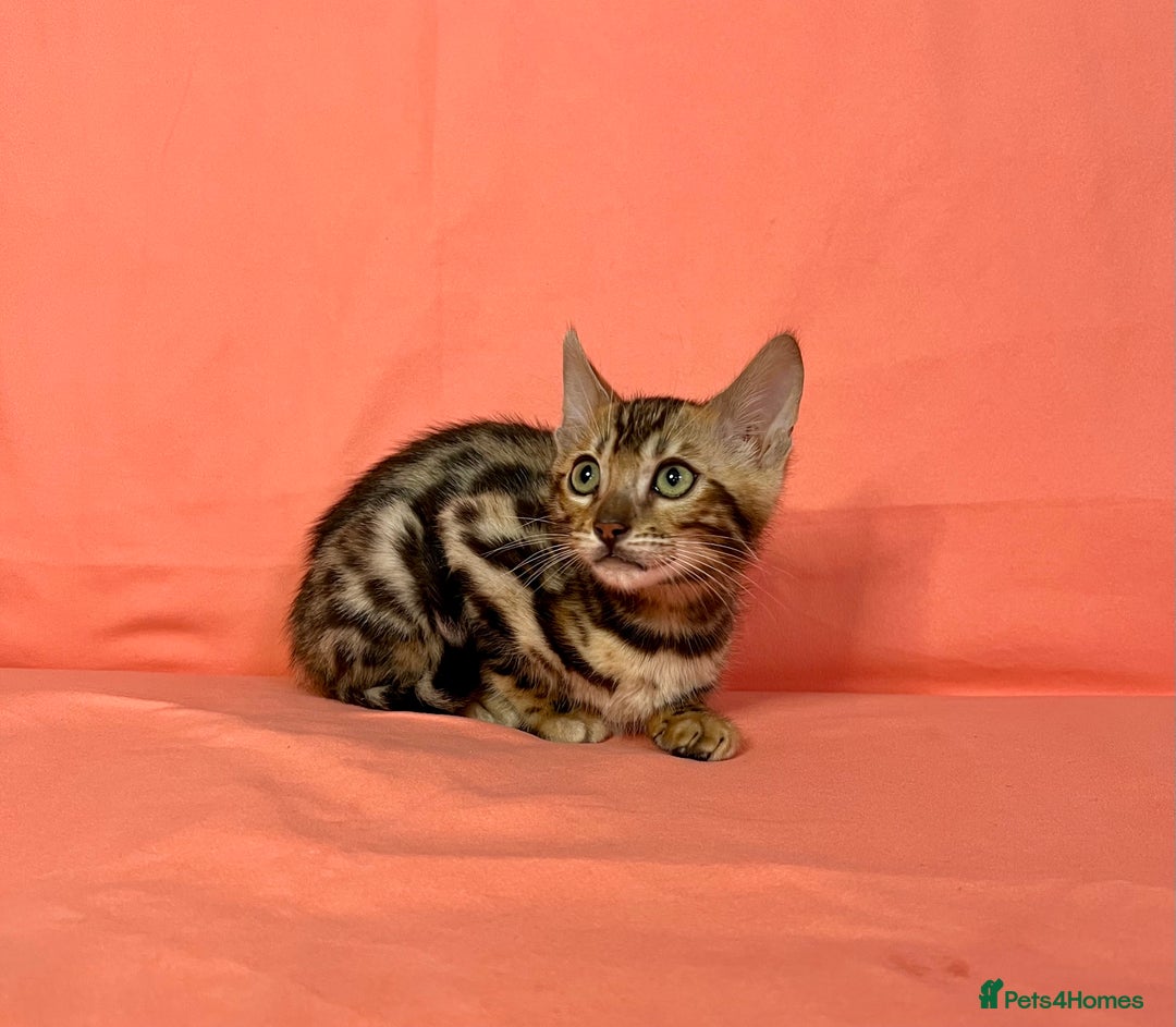 Bengal cats for sale: 🐾Purebred BENGAL Kittens🐾  - Image 30