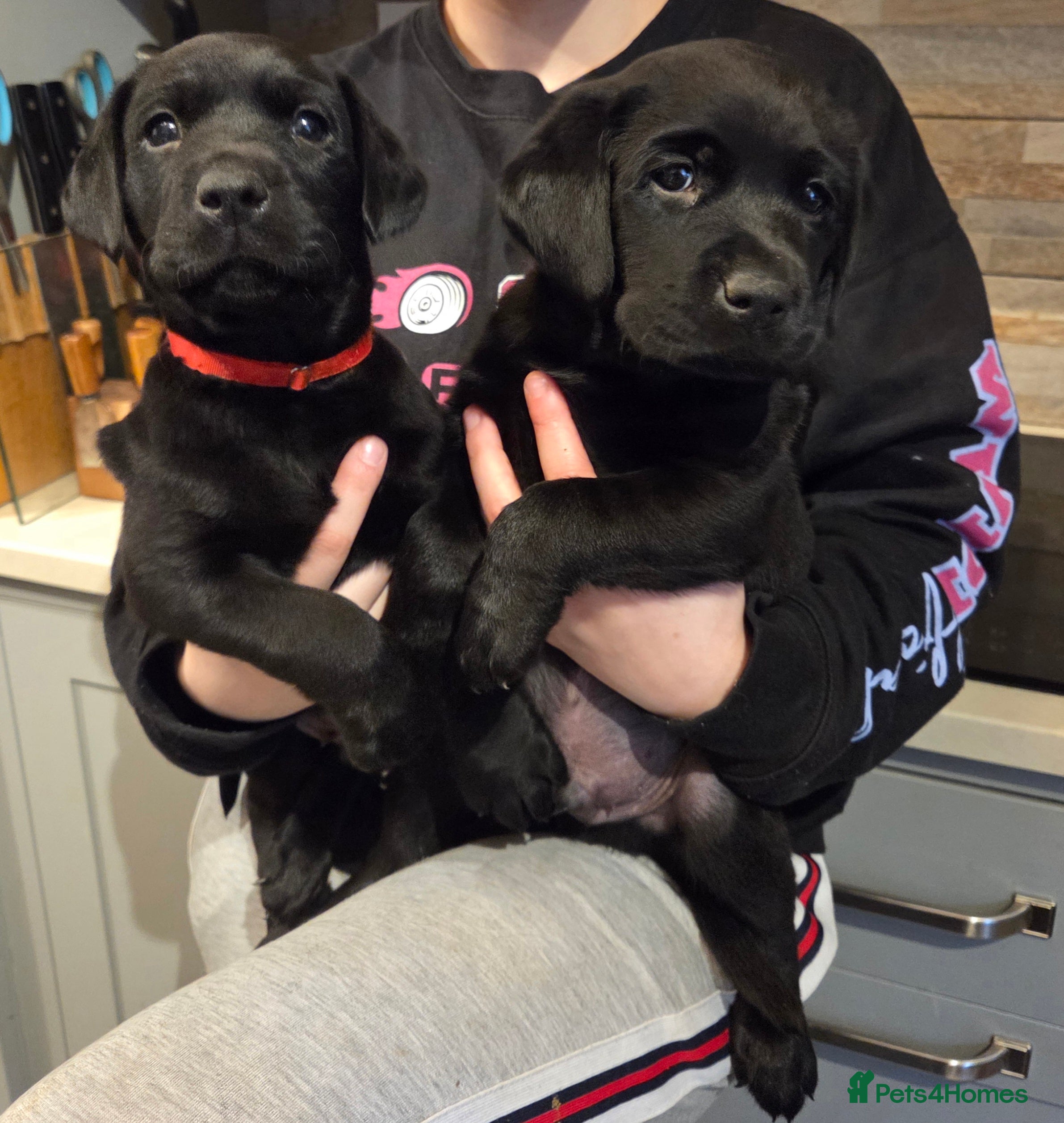 Labrador Retriever dogs 8 beautiful chunky black KC registered puppies - Advert 2