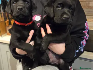 Labrador Retriever dogs 8 beautiful chunky black KC registered puppies - Advert 2