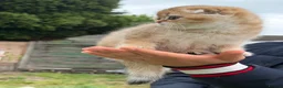 Scottish Fold cats for sale: British Shorthaired Golden Cats - Advert 10