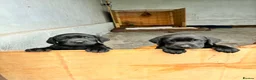 Labrador Retriever dogs for sale: Puppies  - Advert 3