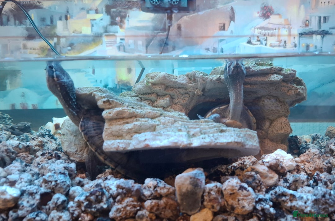Turtle reptiles for sale: Musk Turtles  - Image 6