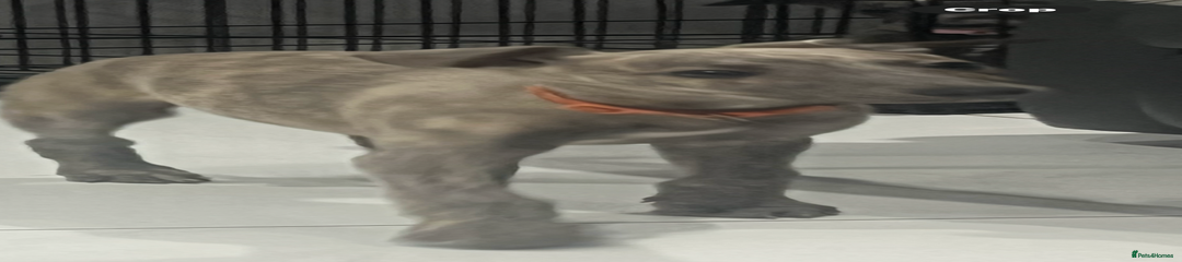 Whippet Puppy 4