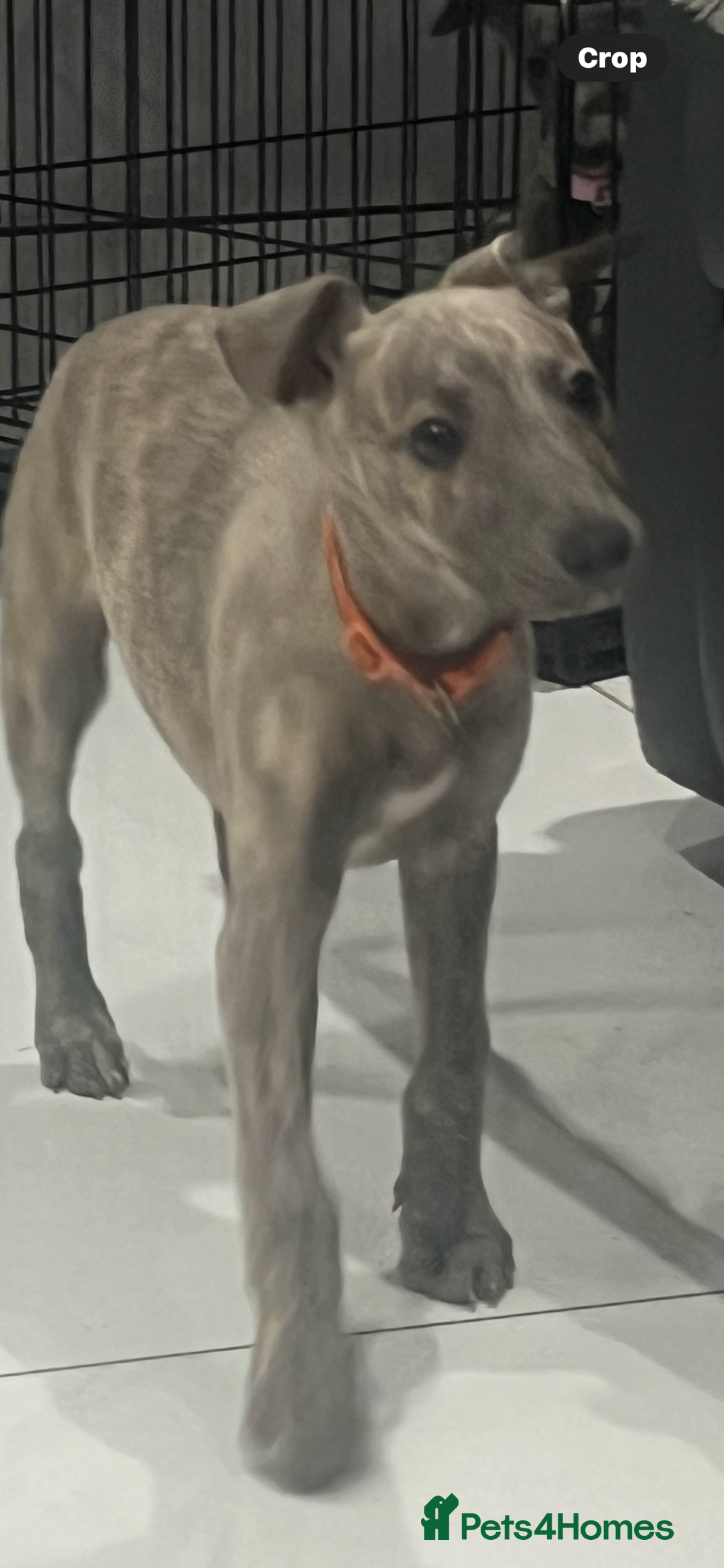 Whippet dogs for sale: 9 weeksold blue whippets ready to leave  - Image 11