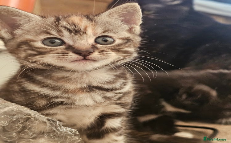 Mixed Breed cats - Advert 2