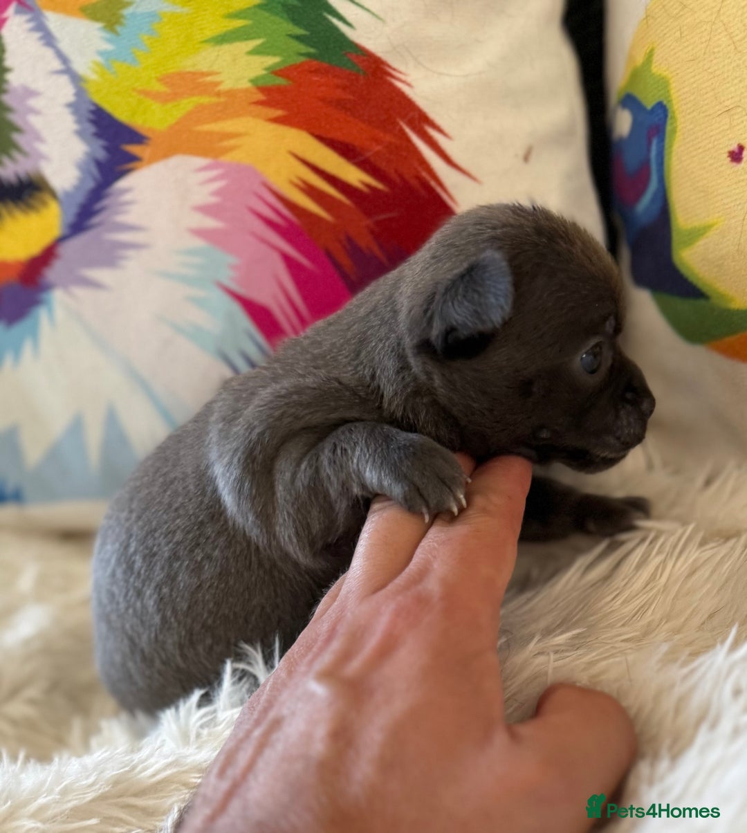 Chihuahua dogs for sale: Stunning Little Short Coat Chihuahuas - Image 9