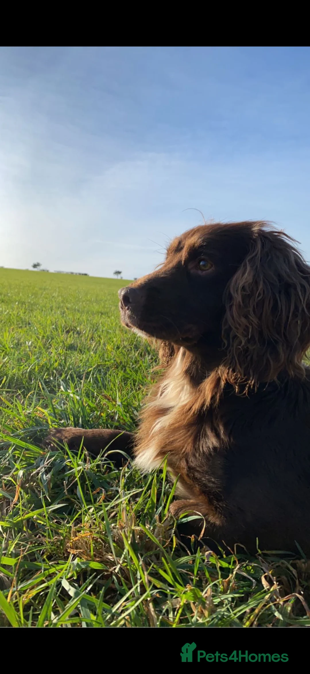 Cocker Spaniel dogs for stud: Kc Working Cocker Spaniel Arlo (Stud) - Advert 2
