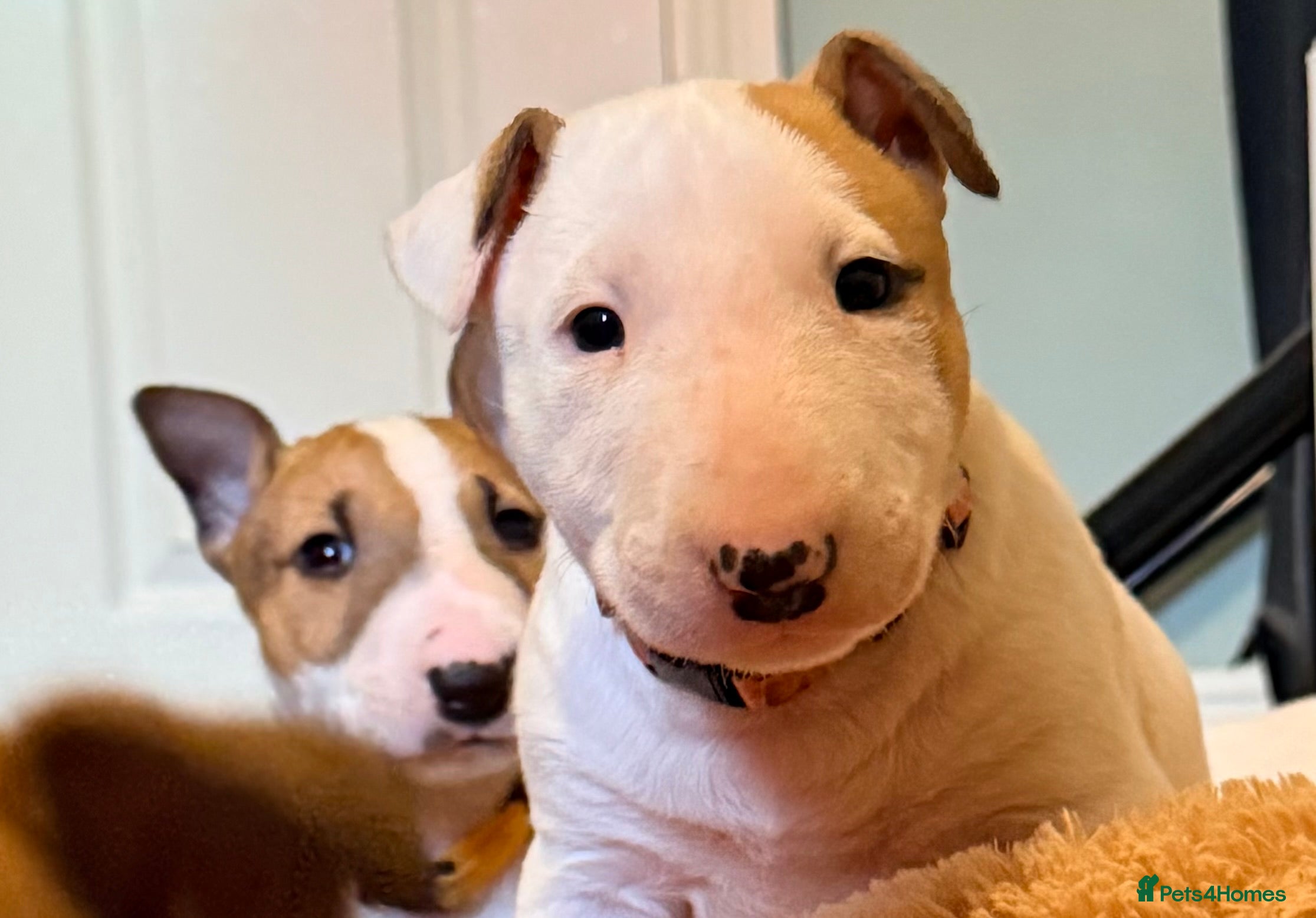 English Bull Terrier dogs Beautiful English bull terrier pups 5 girls  - Advert 10