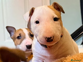 English Bull Terrier dogs Beautiful English bull terrier pups 5 girls - Advert 10