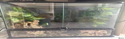 Gecko reptiles for sale: Female Crested Gecko and full set up - Advert 2