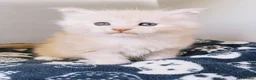 Maine Coon cats for sale: XXL Maine coon kittens + DNA health tested - Advert 34